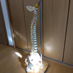 背骨から骨盤の模型