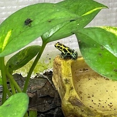 ヤドクガエル　バリアビリスサザン　オイヤポッキ