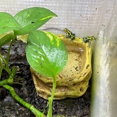 ヤドクガエル　バリアビリスサザン　オイヤポッキ