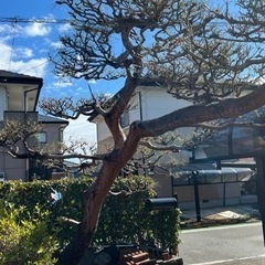 商談中　赤松　門被り　植木　庭木