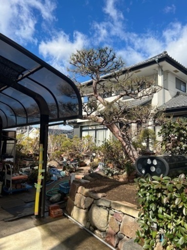 商談中 赤松 門被り 植木 庭木 - その他 