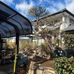 商談中　赤松　門被り　植木　庭木