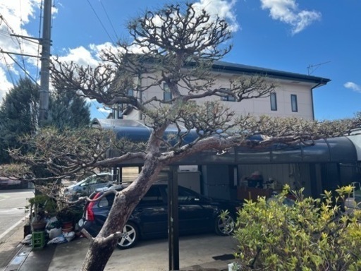 商談中 赤松 門被り 植木 庭木