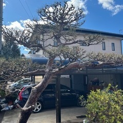 商談中　赤松　門被り　植木　庭木