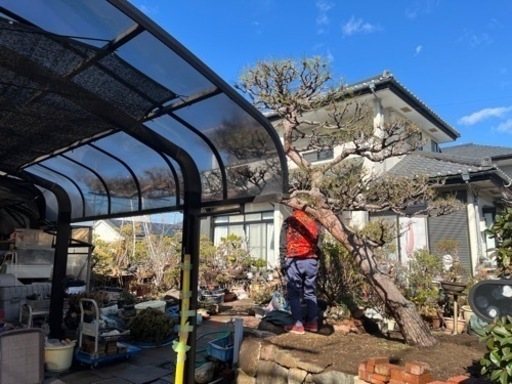 商談中 赤松 門被り 植木 庭木