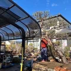 商談中　赤松　門被り　植木　庭木