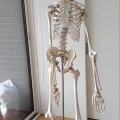 配達可能　等身大 骨格模型 ガイコツ 人体模型 骸骨 骨格標本 ...