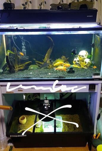 決まりました900水槽