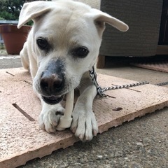 犬探しています。白い中型の耳の折れた犬です！