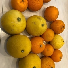 柑橘いろいろ