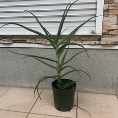 植物　キダチアロエ　プラ鉢ごと　大