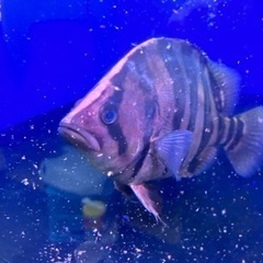 熱帯魚ダトニオプラスワン