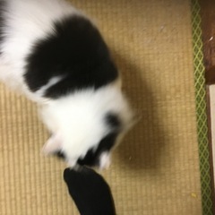 こまりちゃん