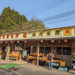 メダカ各種 5匹1000円萩の茶屋にて