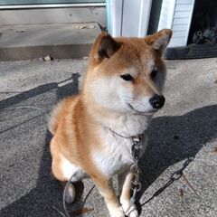 やんちゃ盛柴犬 − 滋賀県