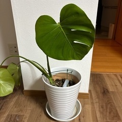 モンステラ　観葉植物