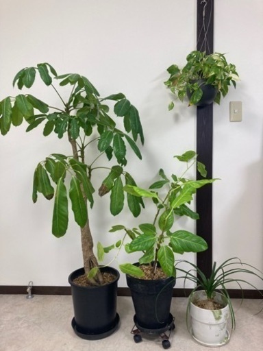 観葉植物4点セット