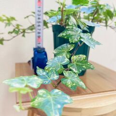 【観葉植物】ヘデラ ・ハーレキン（4号深型スリット鉢つき）