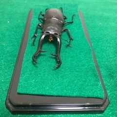 【ネット決済・配送可】ギラファノコギリクワガタ♂100mm死虫