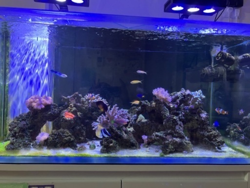 サンゴ、海水魚、ライブロック