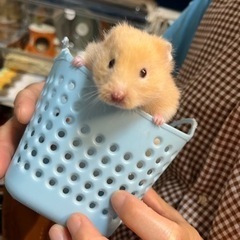 最終セール価格✨生後約2ヶ月のハムスター🐹 ハニーとハニーバンデ...