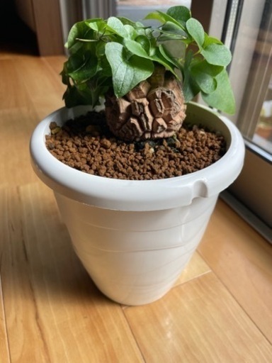 亀甲竜