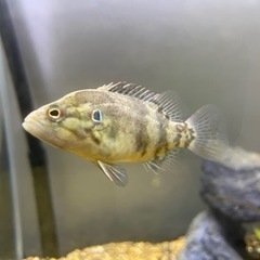 淡水魚　オヤニラミ