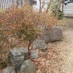 庭石、植木 ガーデニング