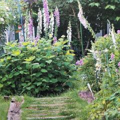 草花、庭木、野菜苗、レンガ、枕木、芝生、種子など譲って下さい