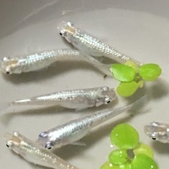 ㊗️初出品🎉【ジュエリーボックス】若魚8尾