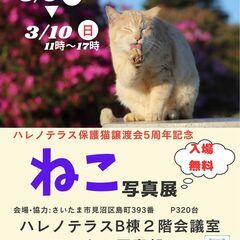 ハレノテラス ねこ写真展