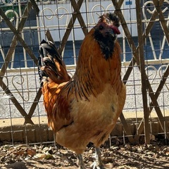イケメンアローカナ烏骨鶏の画像