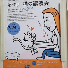 3月24日福山市引野町で保護猫の譲渡