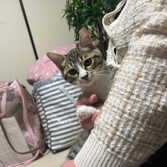 4ヶ月の雄猫を助けてあげてください