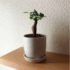 観葉植物　ガジュマル(14)　13cm　白いおしゃれな2号の鉢と...