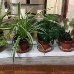 ミニ観葉植物五点セット