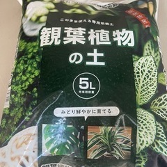 観葉植物の土　鉢2点付き