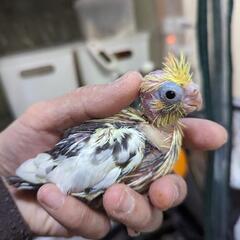 オカメインコ　パイド