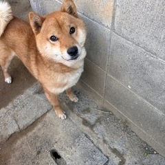 柴犬 里親募集