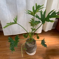 植木鉢　セローム入り