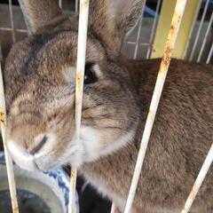 ウサギ🐰さん、もらっていただけませんか？ - その他