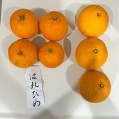 柑橘系2種