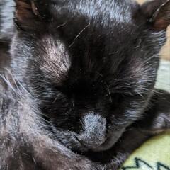 🌸急募🌸11ヵ月〜1歳くらいの甘えん坊黒猫ちゃんの里親様を募集しております。 - 福島市
