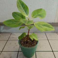 観葉植物 アルテシマフィカス 鉢付き