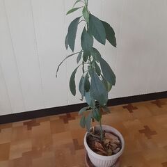 観葉植物　アボカドの木　２鉢