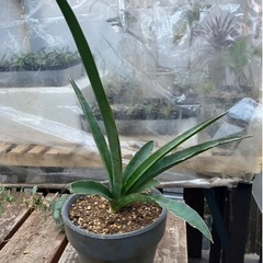 Sansevieria pinguiculaサンセベリア　観葉植...