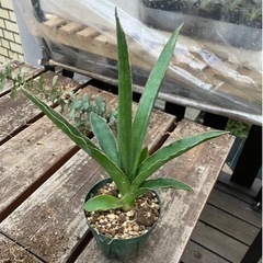 Sansevieria pinguiculaサンセベリア　観葉植...