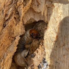 【材割採集】山梨県産オオクワガタ幼虫５匹（詳細産地あり）