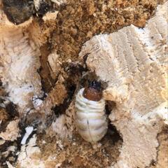 【材割採集】山梨県産オオクワガタ幼虫５匹（詳細産地あり）