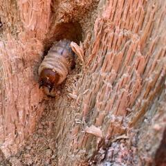 【材割採集】山梨県産オオクワガタ幼虫５匹（詳細産地あり）
